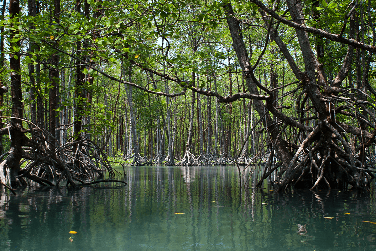 Deforestasi di Asia_Hutan pohon bakau di Myanmar_visual 9