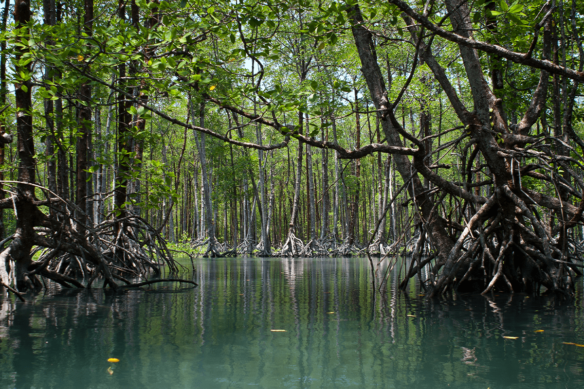 Deforestation in Asia_Mangrove trees forests in Myanmar_visual 9
