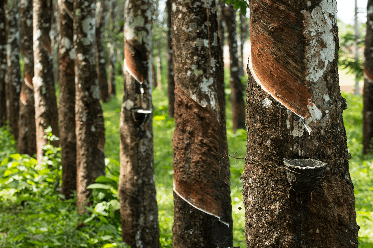 Deforestation in Asia: a call for conservation