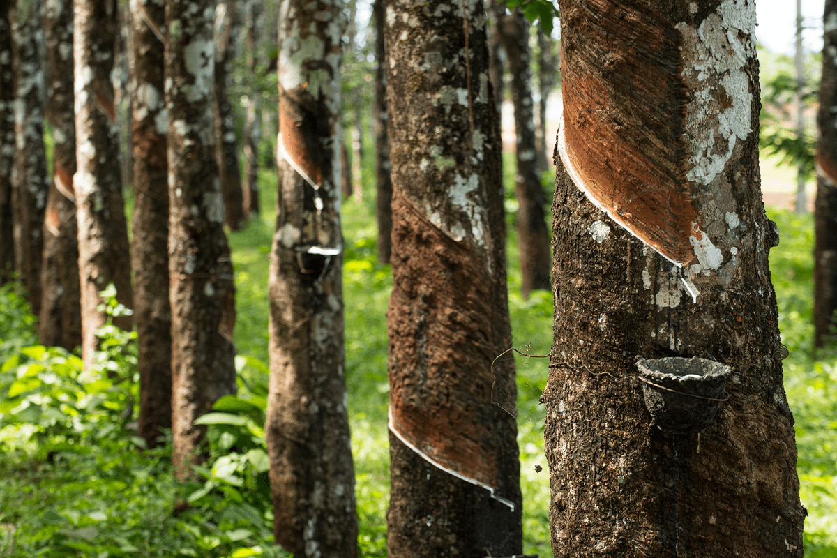 Deforestation in Asia_Rubber trees plantation in Thailand_visual 3