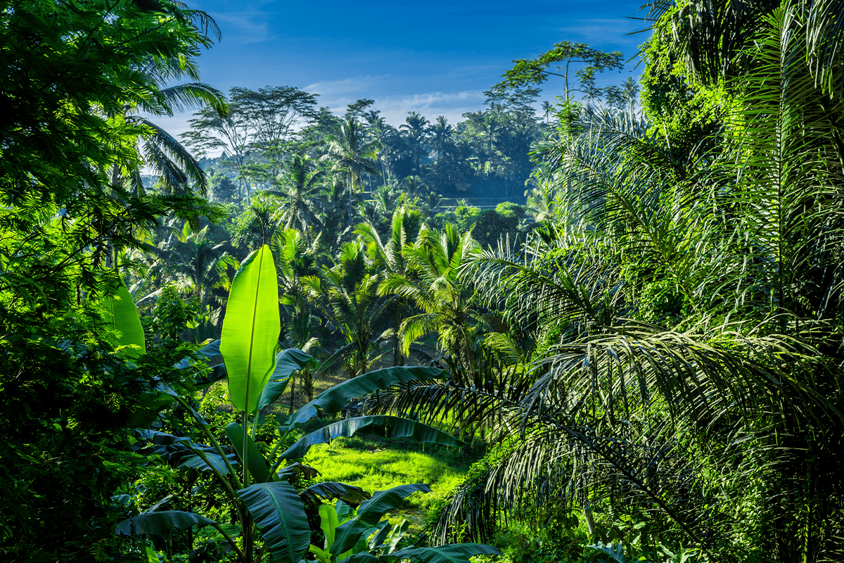 Deforestation in Asia_View of a jungle in Bali_visual 6