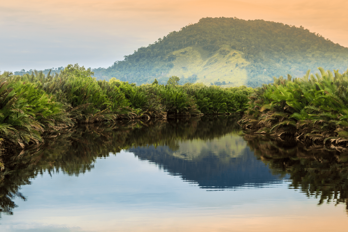 Deforestation in Asia_View of tropical jungle on the Borneo island_visual 4