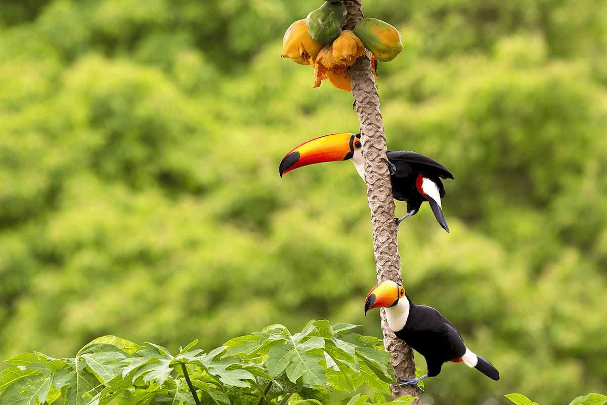 Deforestation in the Amazon, biodiversity, ecosystems, habitat protection, forests