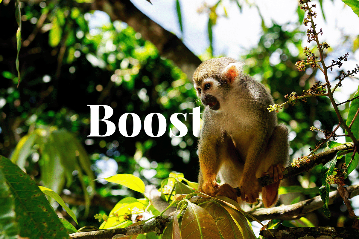 Dominican Republic receives $6 million boost in carbon credits_Spider monkey sitting on a branch in a forest_featured (1)