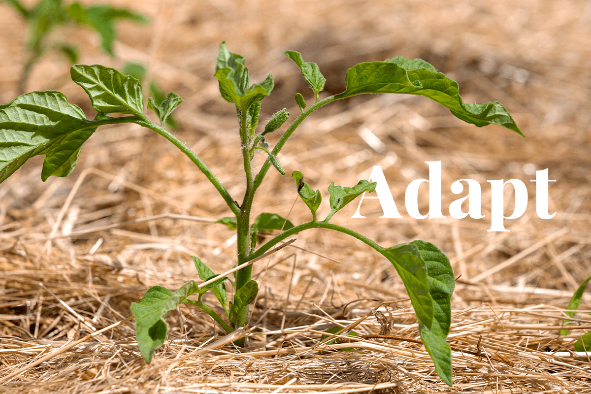 Dry farming_ growing crops without irrigation_visual 1