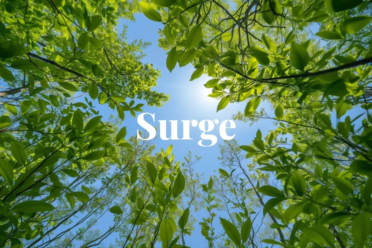 EU carbon prices gain ground in May as traders eye UK integration_Low-angle wide shot of dense green tree seedlings reaching toward a vibrant blue sky_visual 1