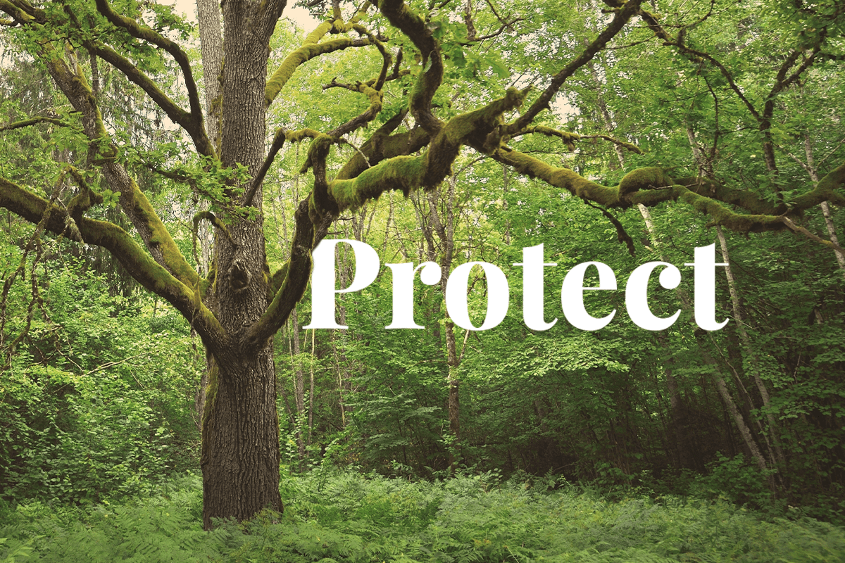 EU forests  Commission adopts new guidelines to support tree planting actions and to protect old-growth forests_visual