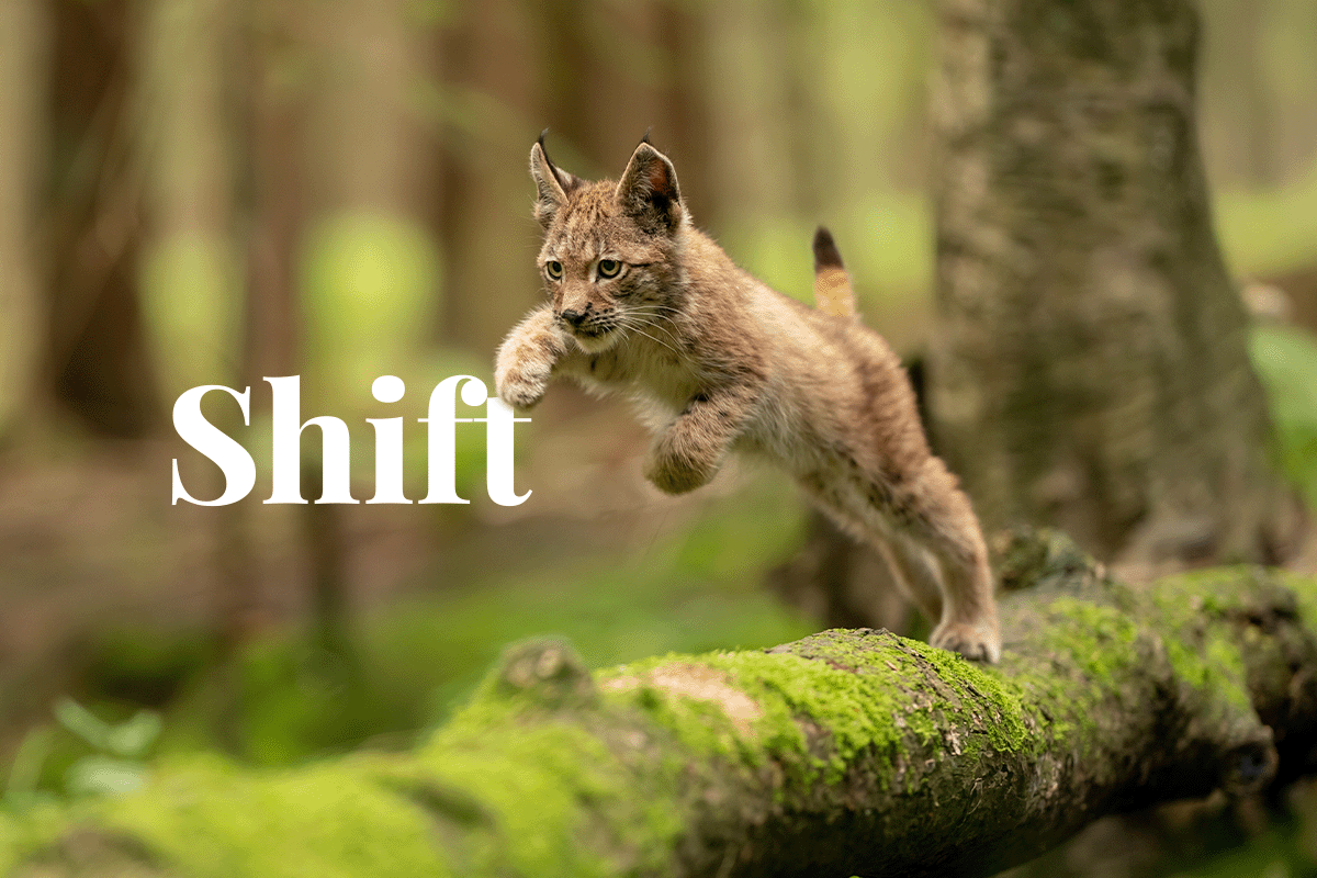 EUs Nature Restoration Law_Eurasian lynx jumping from mossy tree trunk_visual 1