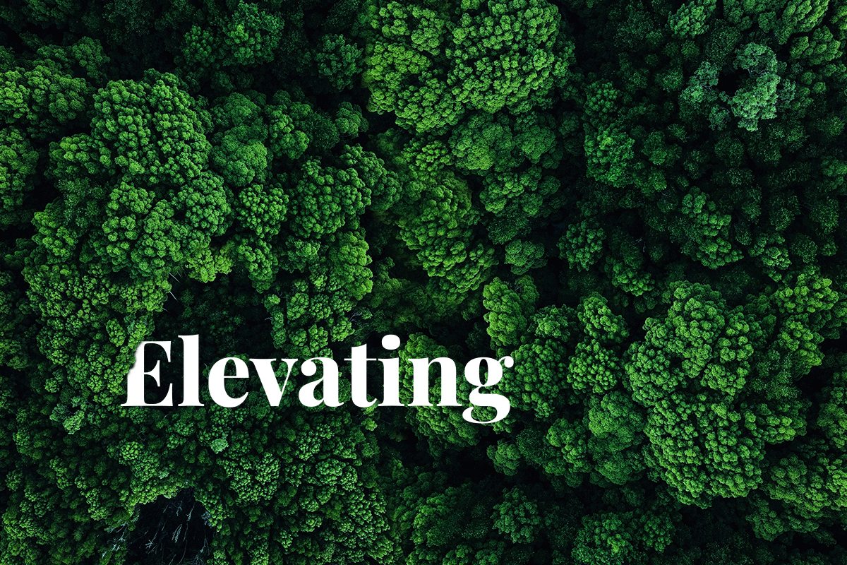 Elevating climate solutions_drone photo of deciduous forest_visual 1