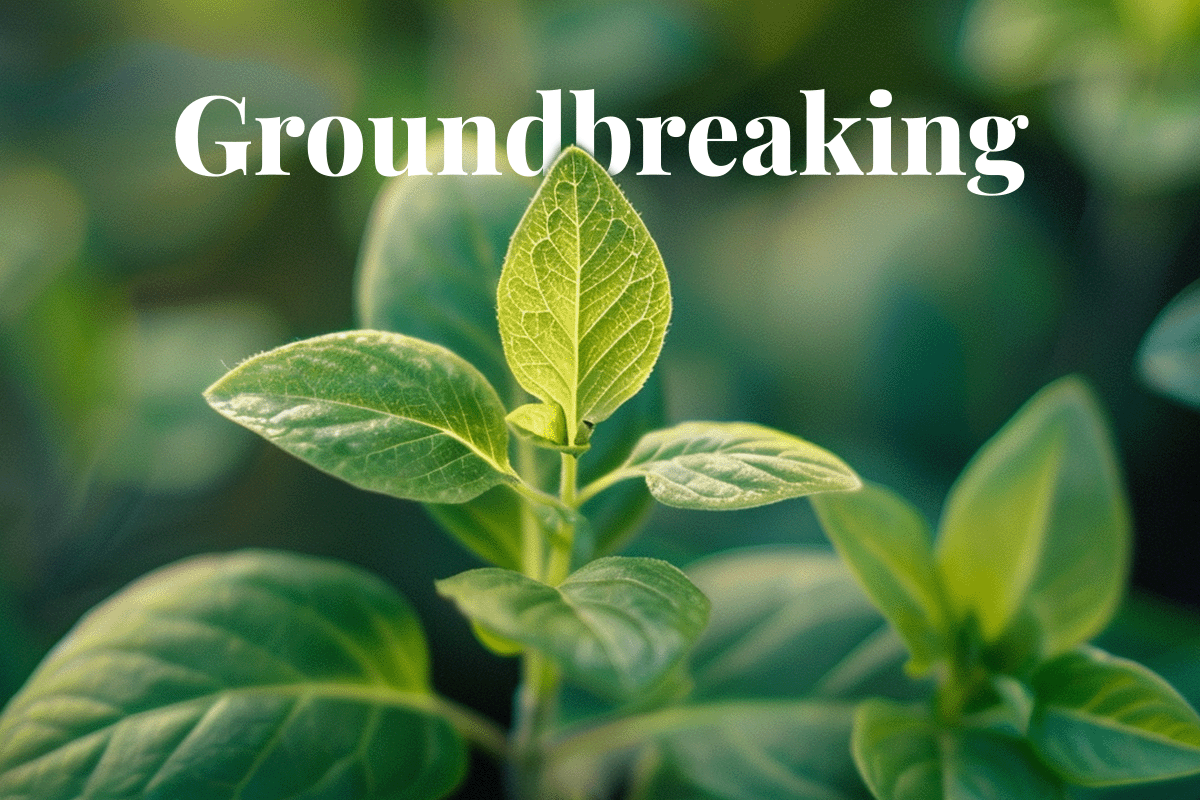 Era of revolution  groundbreaking carbon market development_Macro picture of a developing leaf_visual 1