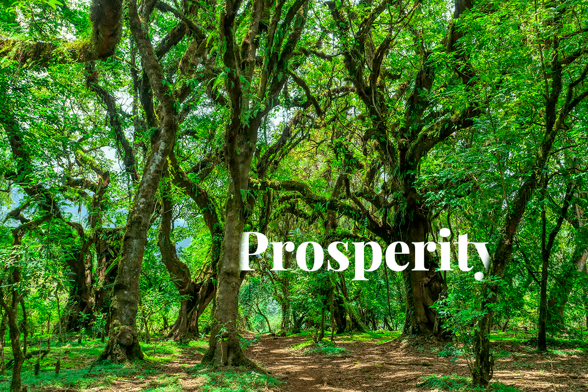 Ethiopias carbon trading ambitions_Harenna Forest Oromia Region_visual1