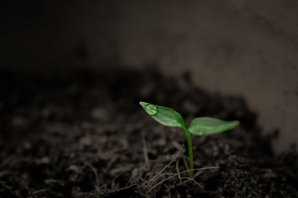 Everything you need to know about soil carbon sequestration