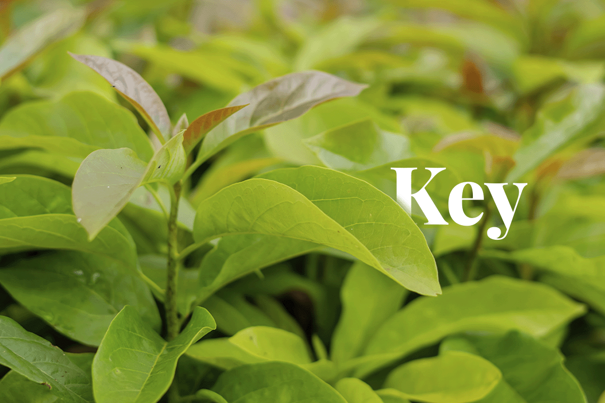 Exploring key carbon market concepts_Close up of young tree seedlings_visual 1