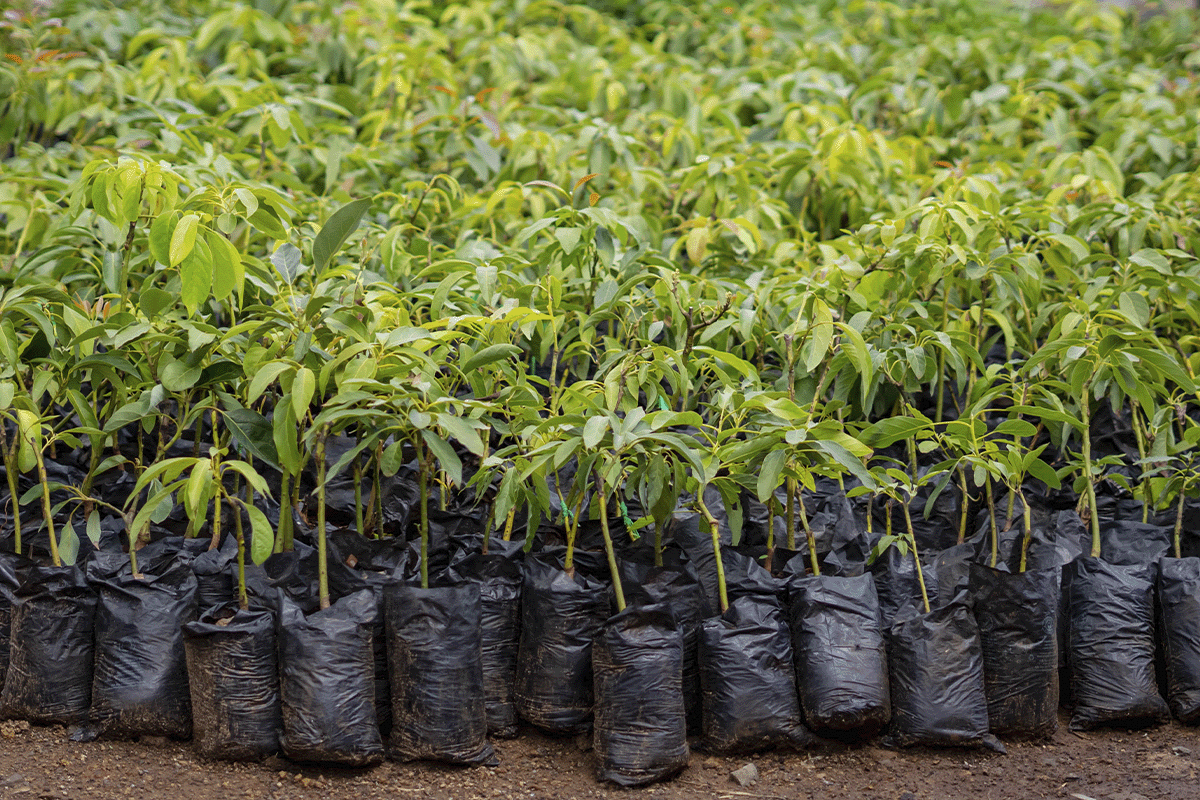 Exploring key carbon market concepts_Tree seedlings ready to plant_visual 3