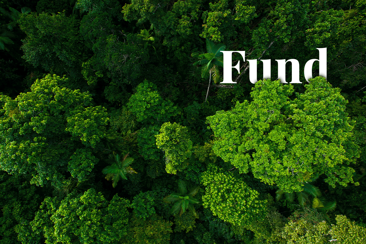 Forest fund nears halfway mark with $224.5 million raised for forests_Rainforest, North Queensland, Australia_visual 1
