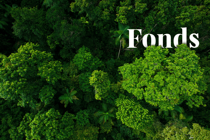 Forest fund nears halfway mark with $224.5 million raised for forests_Rainforest, North Queensland, Australia_visual 1_NL