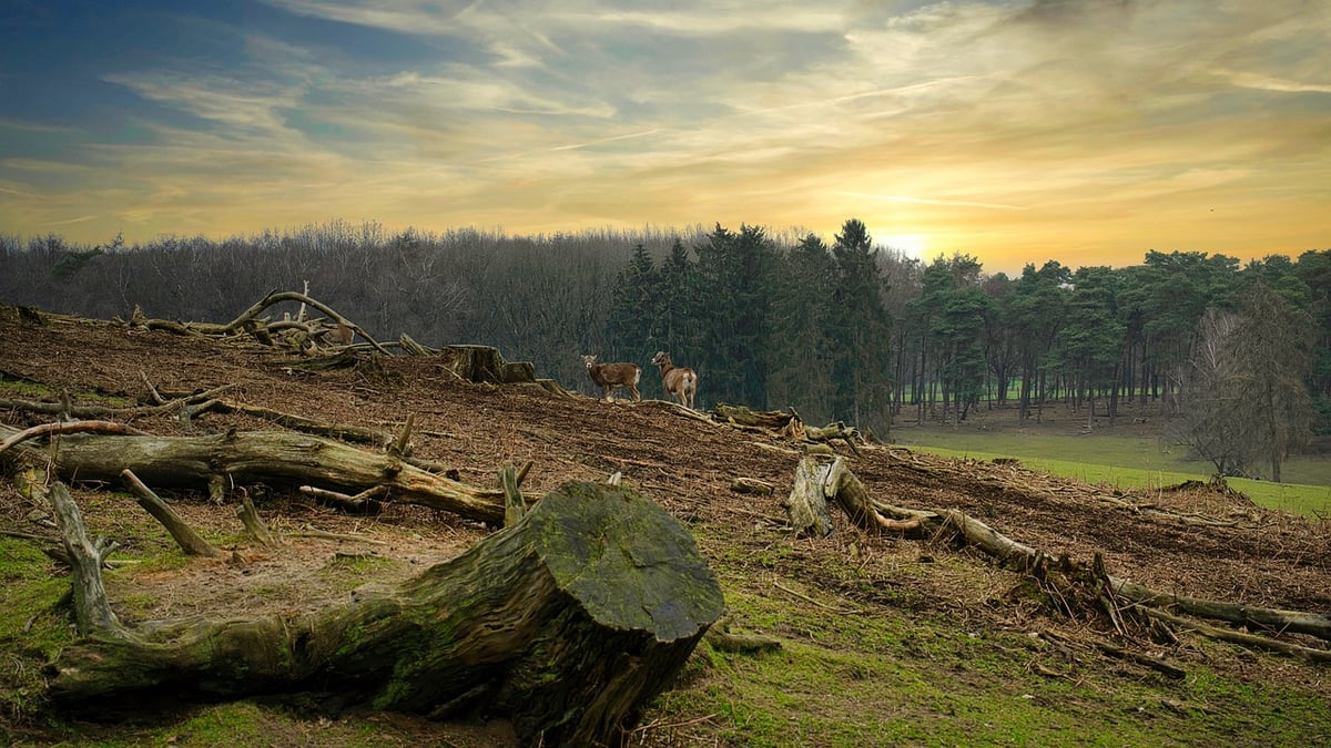 Forest loss increased almost by 12% in 2020