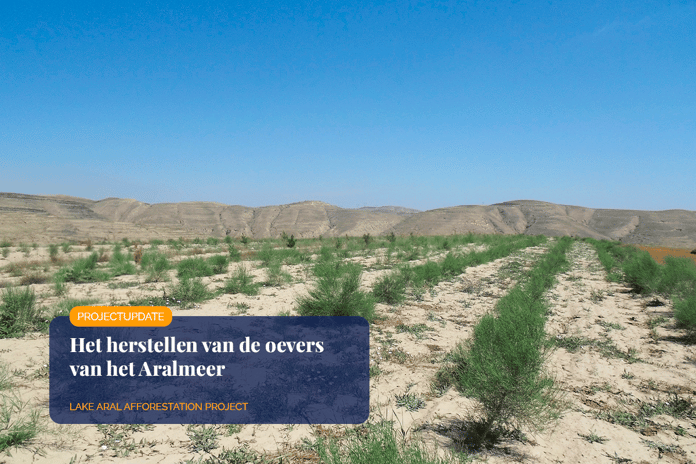From dust to lush_ the revitalisation of Lake Arals banks_Landscape view of young saxaul trees plantation_visual 1_NL