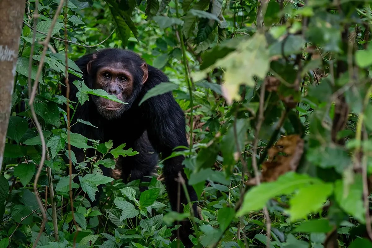 From the ground up to space, seeing DGB’s impact in Uganda_Bulindi chimpanzee in its natural forest habitat_visual 2