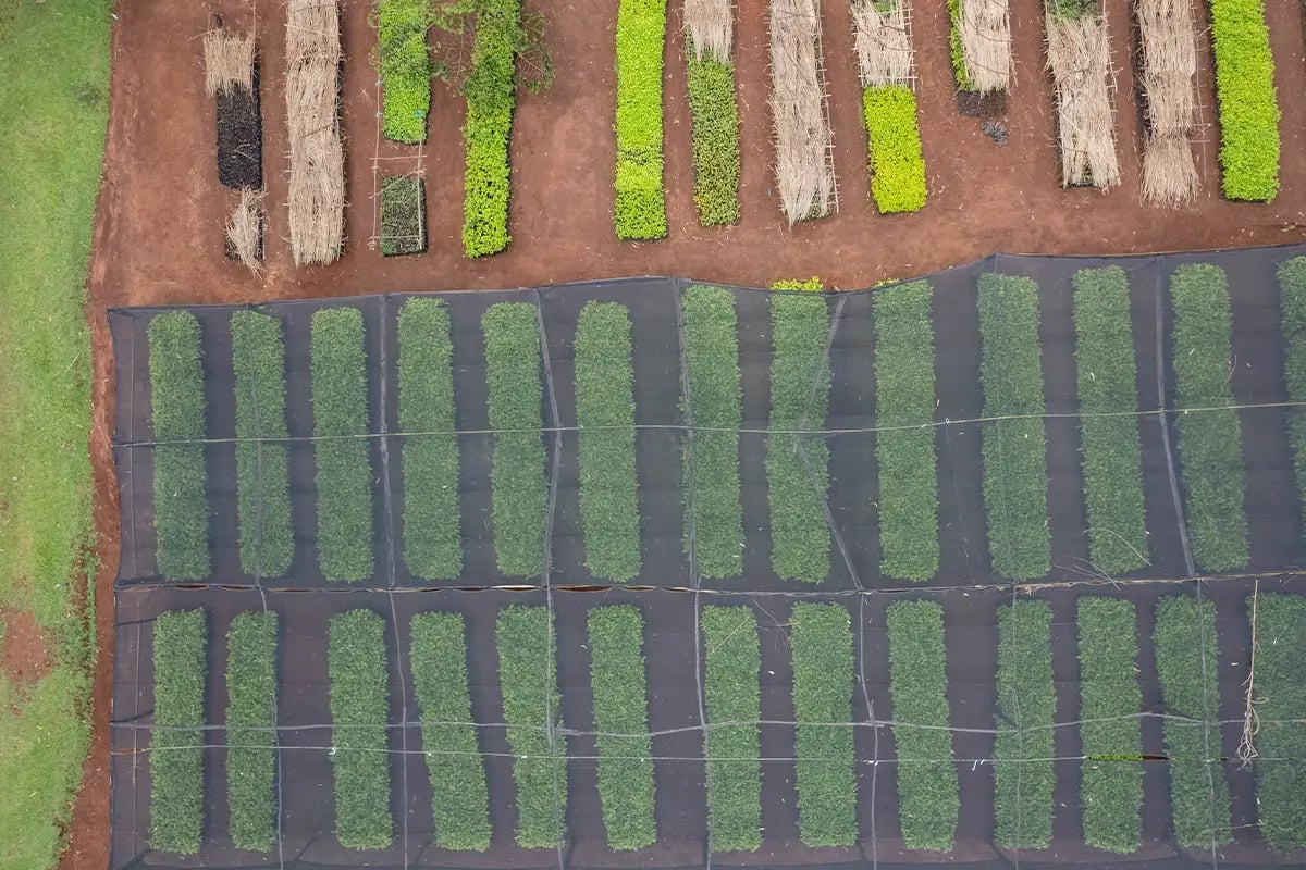 From the ground up to space, seeing DGB’s impact in Uganda_Drone photo of tree nursery_visual 7