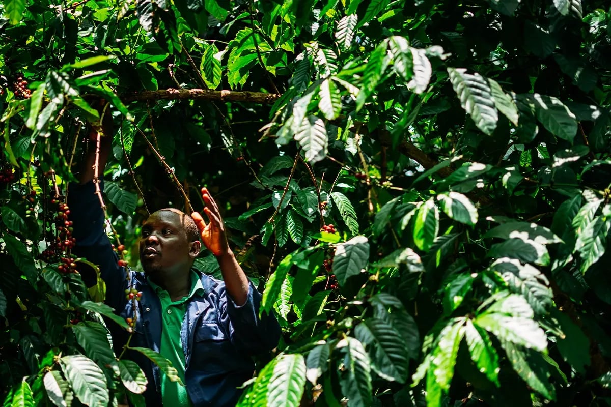 From the ground up to space, seeing DGB’s impact in Uganda_Local farmer around coffee trees on his farm_visual 5