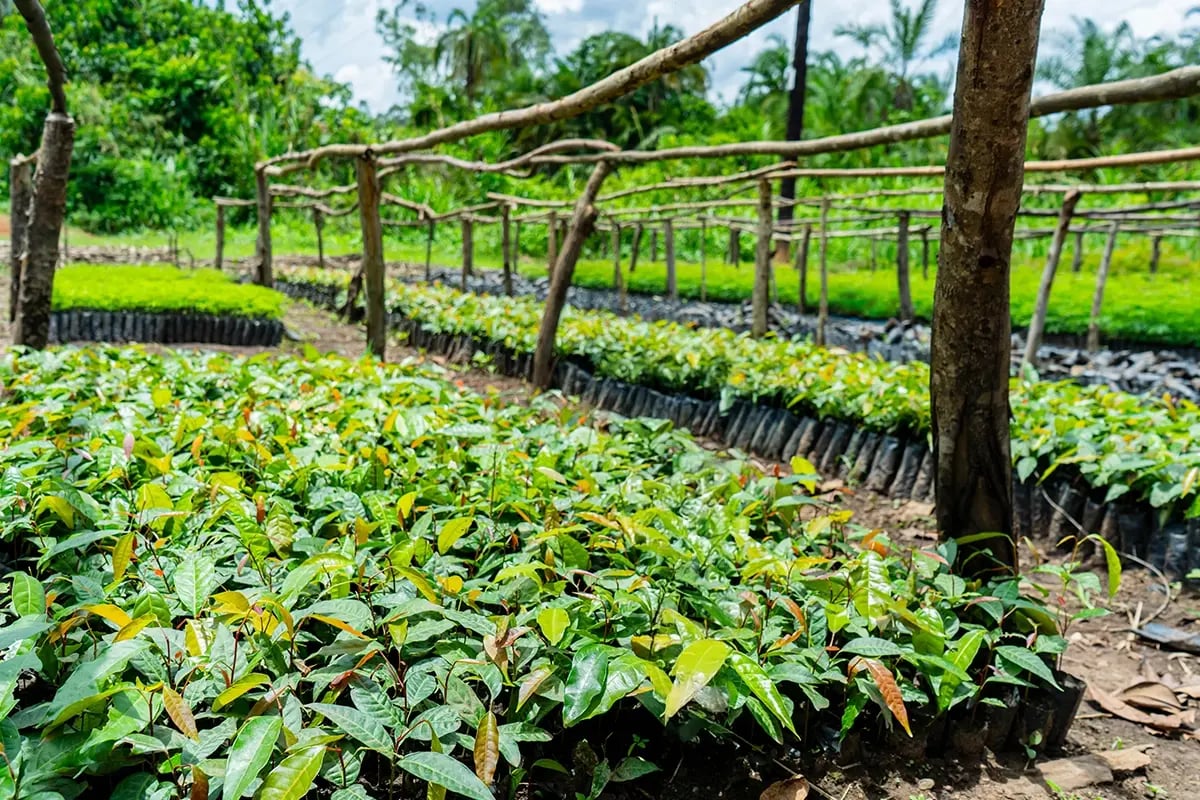 From the ground up to space, seeing DGB’s impact in Uganda_Tree nursery in Uganda_visual 3