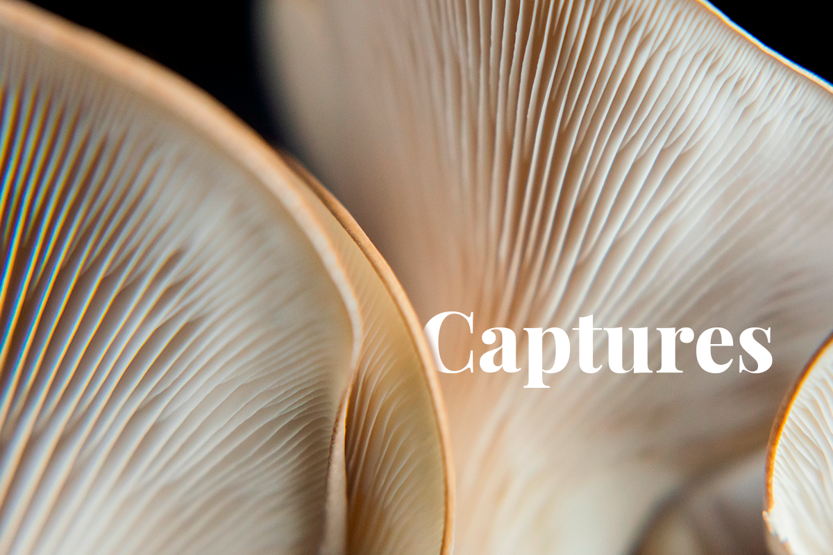 Funga uses forest fungi to capture carbon, raises $4 million in seed funding