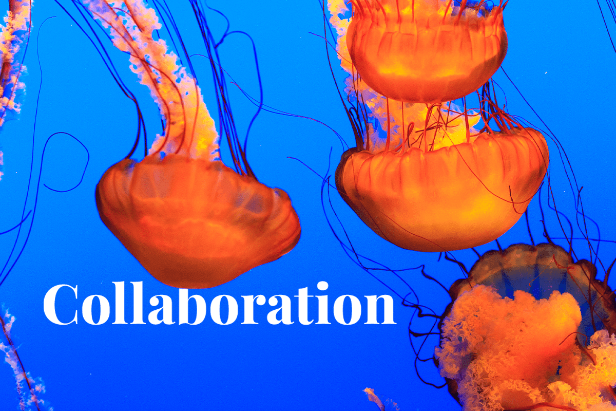 Gabon funds marine conservation with Bank of Americas support_Pacific sea nettle_visual 1
