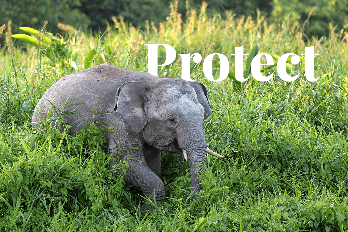 German NGO to create wildlife corridors in Malaysian Borneo_visual 1