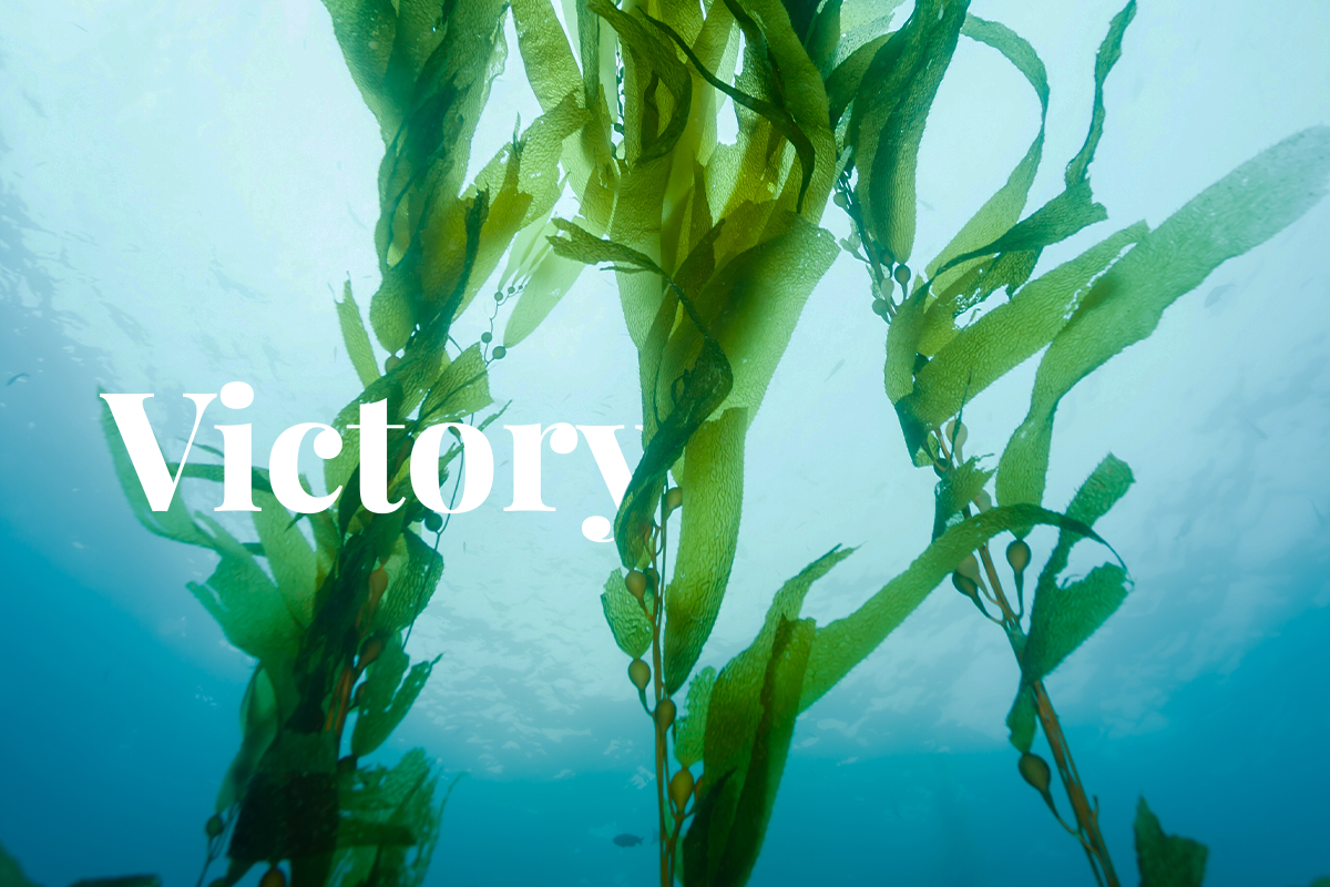 Giant tropical kelp forest discovered in the Galapagos Islands