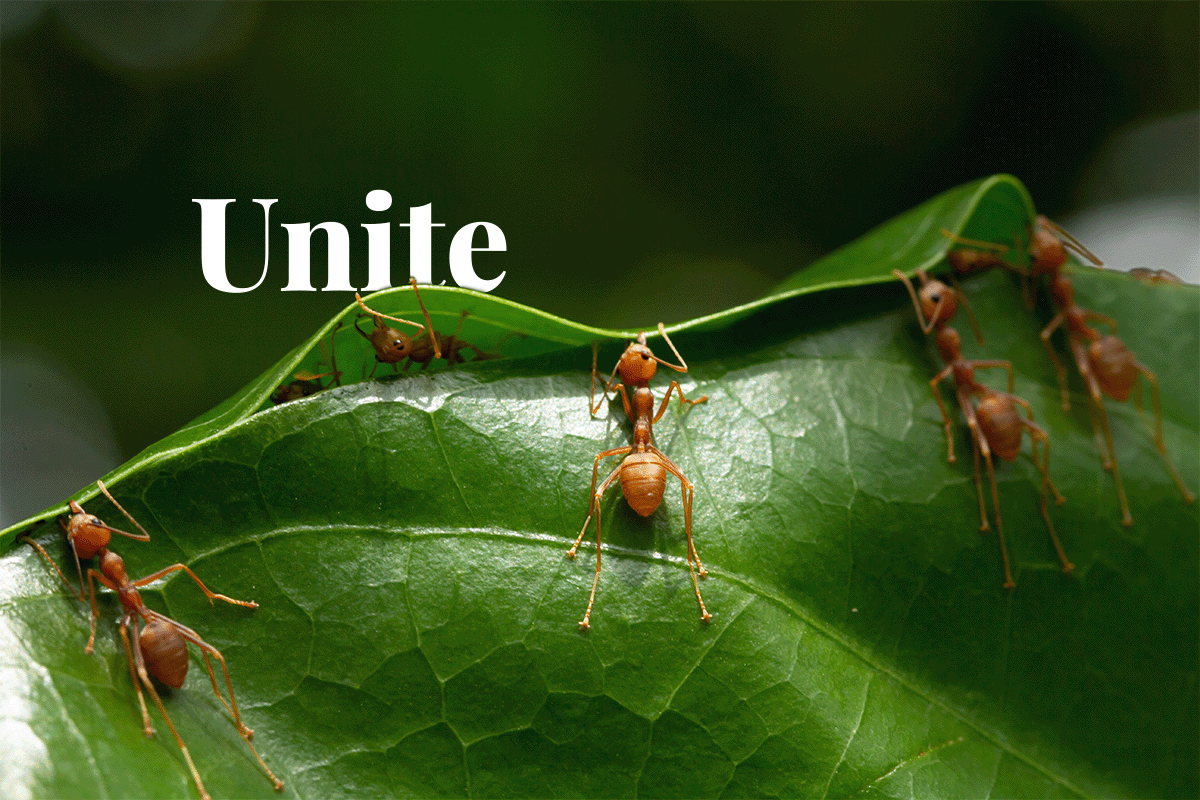 Global investors unite to combat biodiversity loss_Close up of ants carrying a leaf together_visual 1
