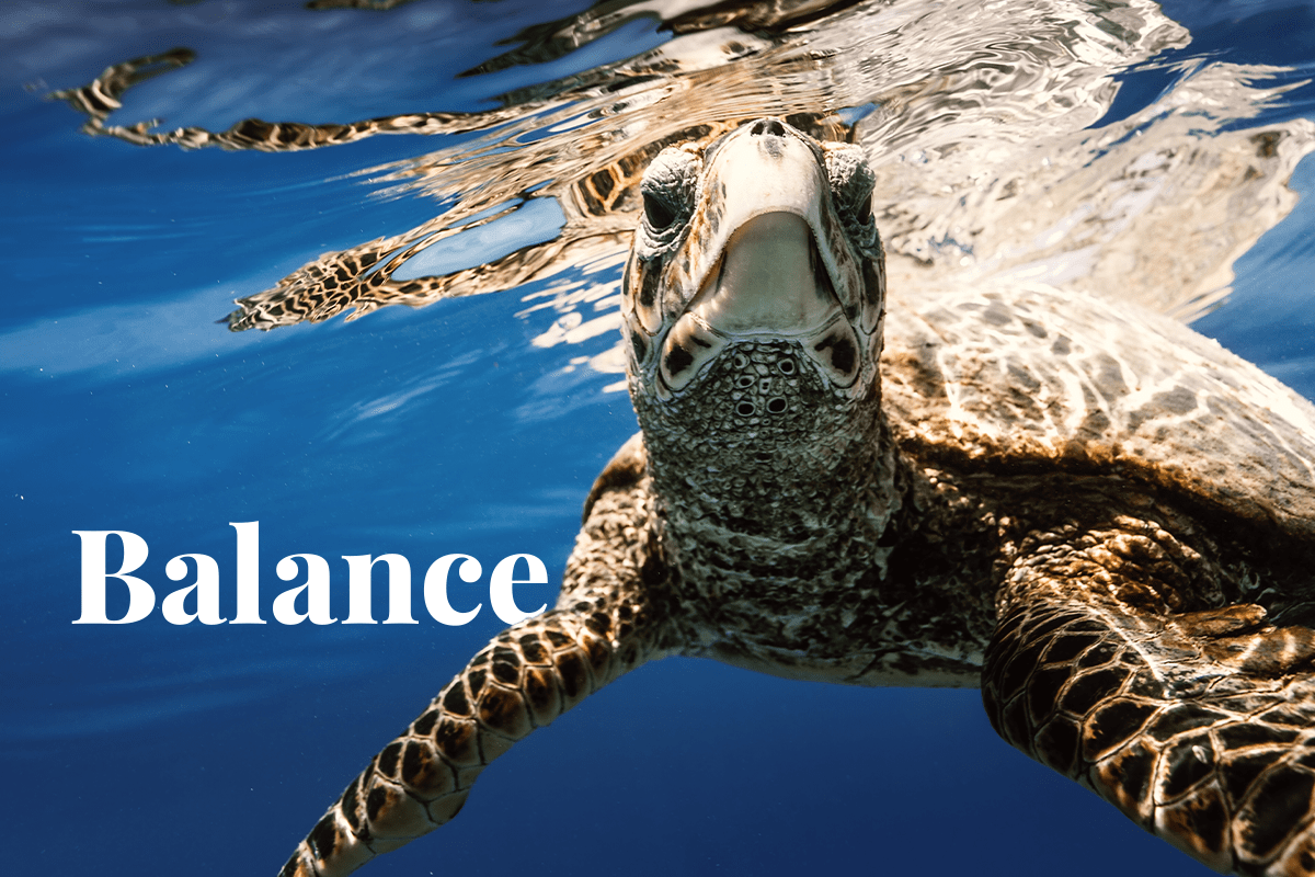 Global talks on plastic pollution_Sea turtle underwater_visual 1