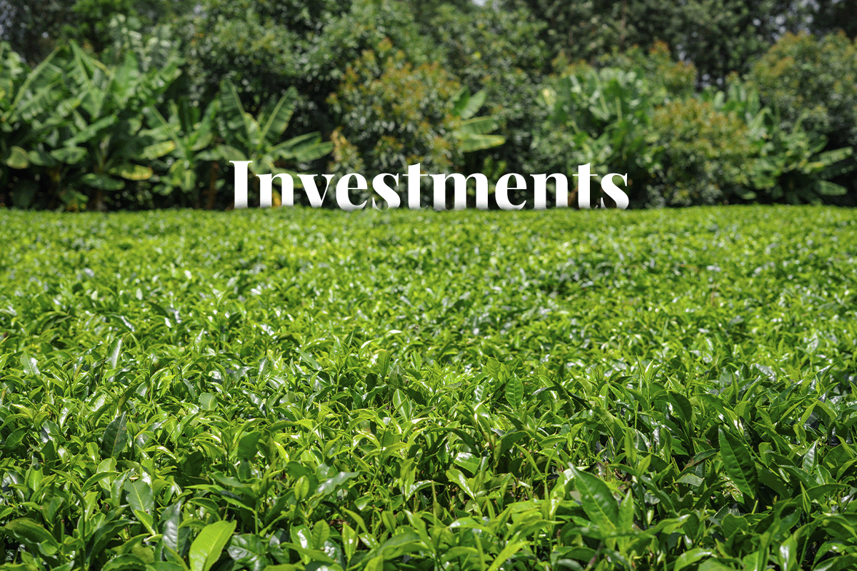 Green investments boom_ major corporates dive into Kenyas carbon market_View of a tree nursery in Kenya_visual 1
