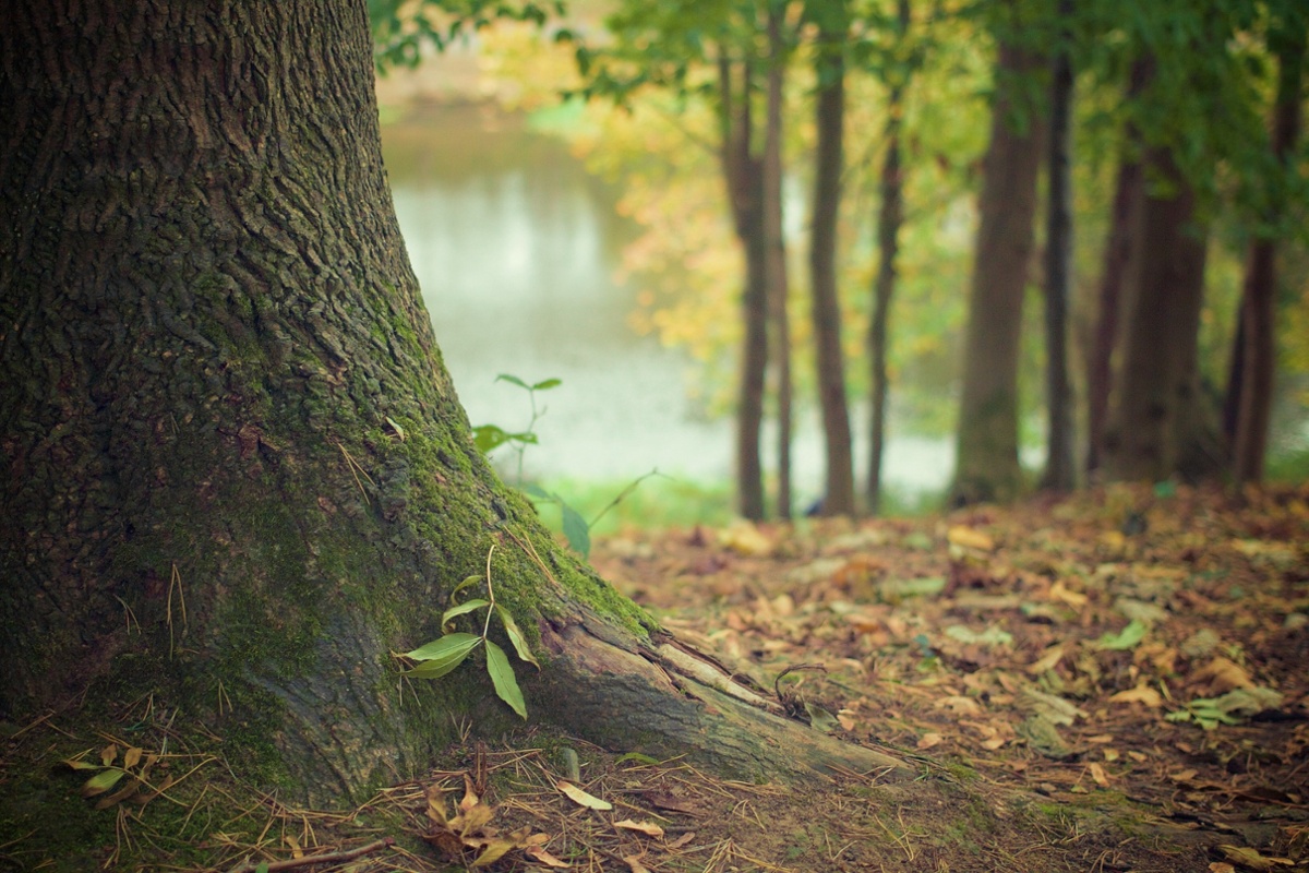 Why add green bonds to your investment portfolio