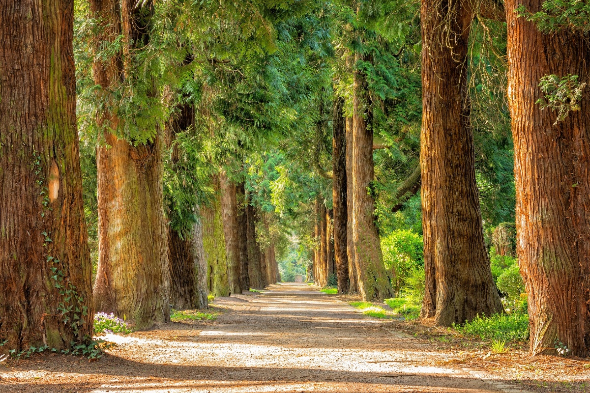 Why add green bonds to your investment portfolio