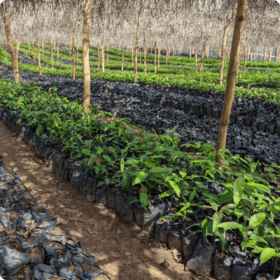 GreenZone Afforestation Project_gallery 4-min