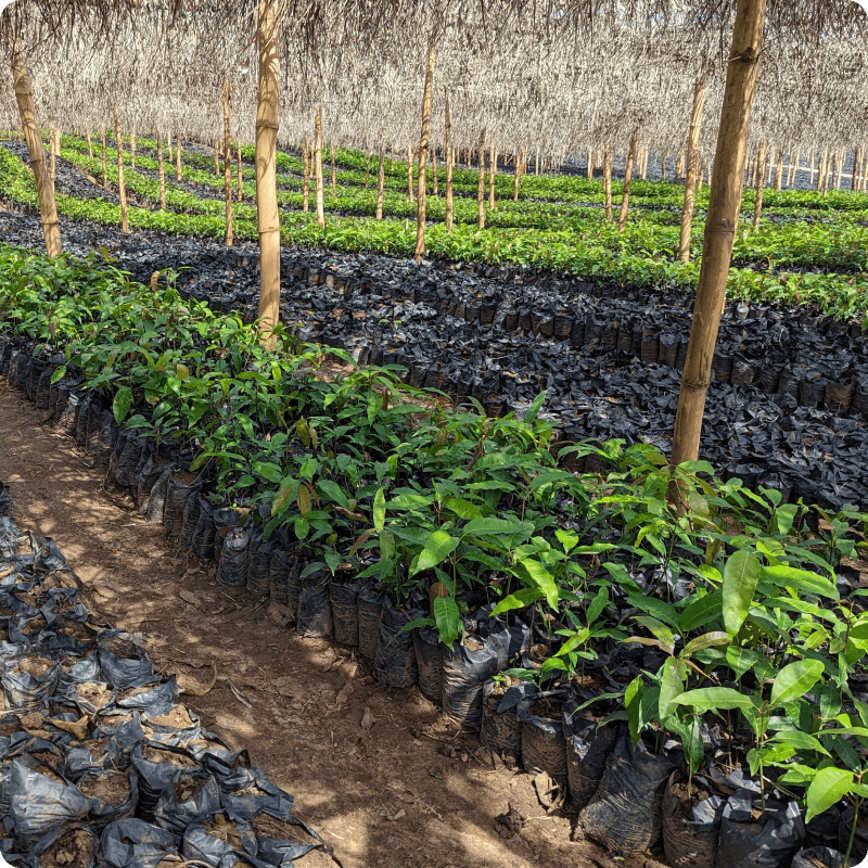 GreenZone Afforestation Project_gallery 4-min