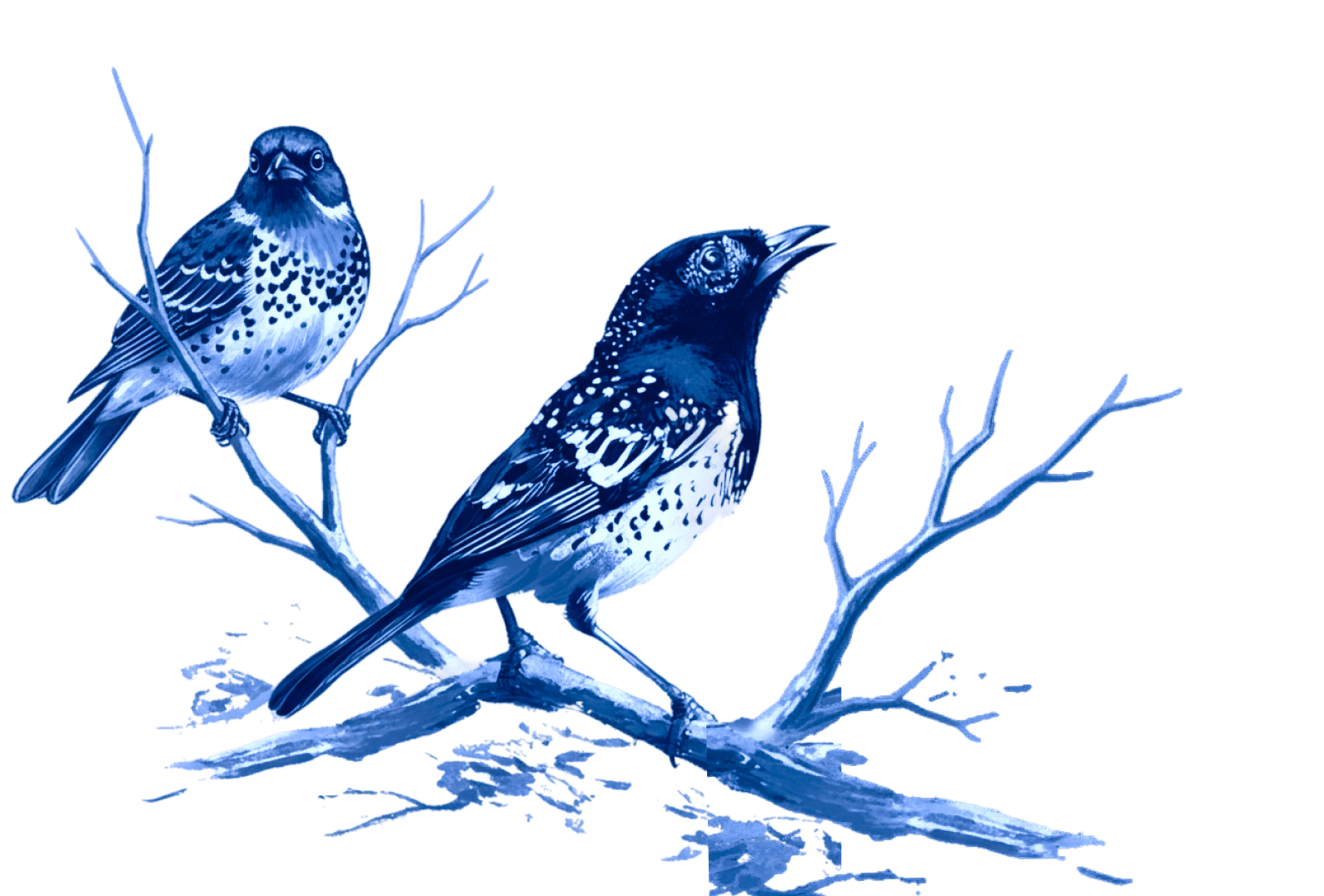 birds
