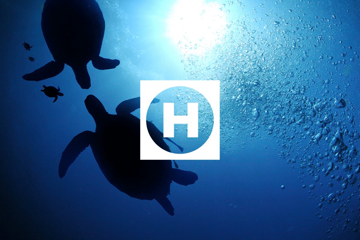 Heeremas voyage to a greener future_Sea turtle family swimming in the depth_visual 1