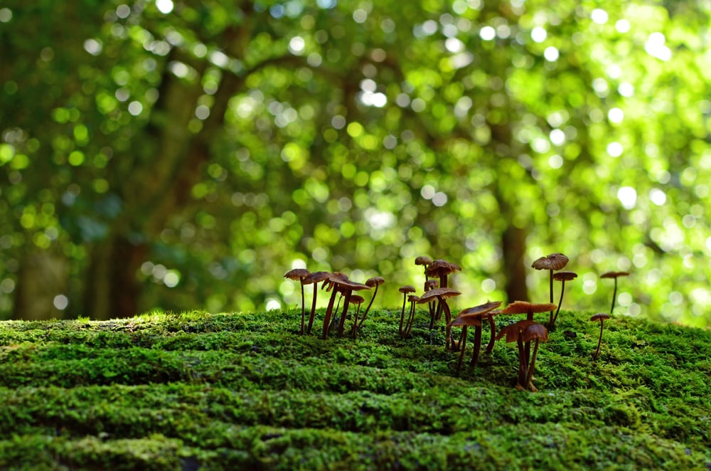 High time to invest in biodiversity