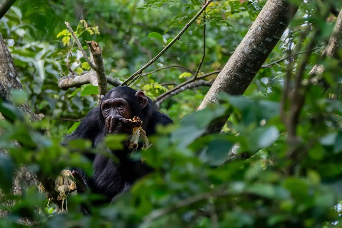 High-quality carbon credits vs regular carbon credits, what sets them apart_Close-up of a Bulindi chimpanzee eating fruit in its natural habitat_visual 4