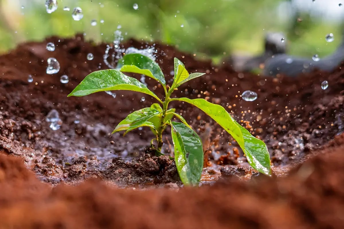 High-quality carbon credits vs regular carbon credits, what sets them apart_Close-up of a newly planted tree seedling_visual 7