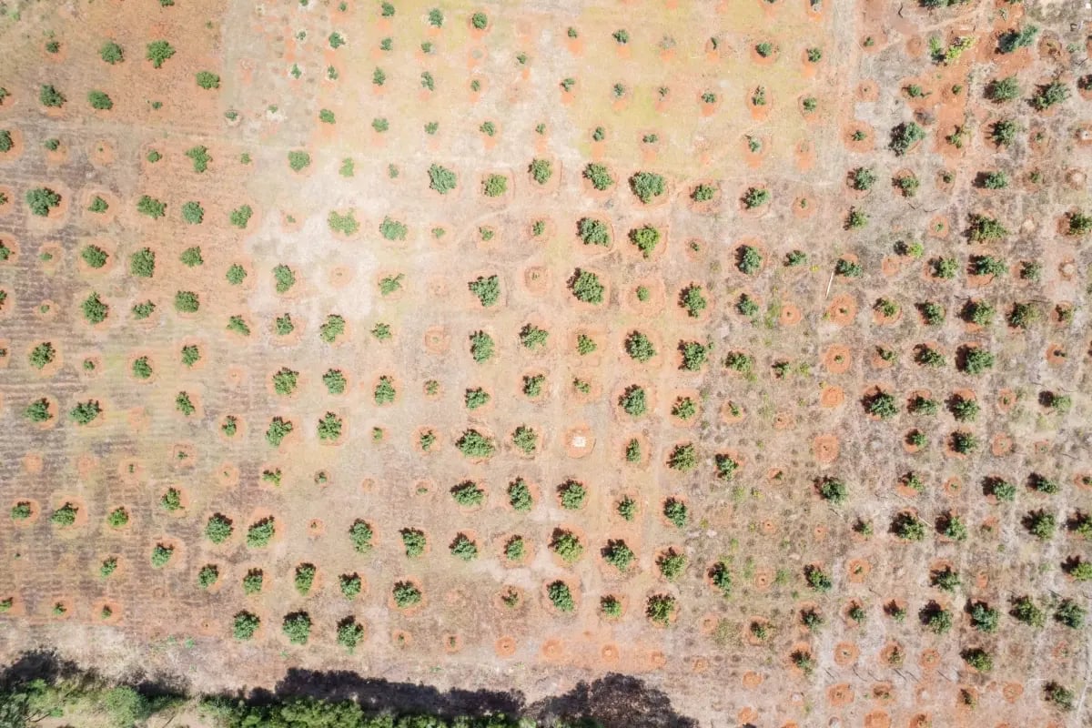 Hoeveel CO2 neemt een boom op_visual 7