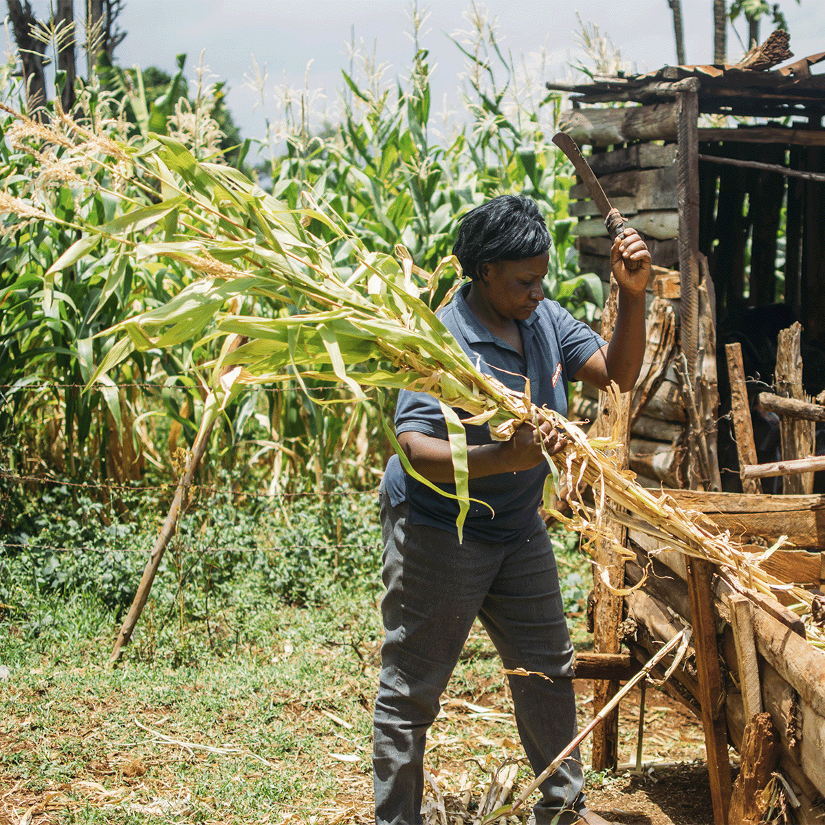 Hongera Energy Efficient Cookstoves Project_local woman working on a field