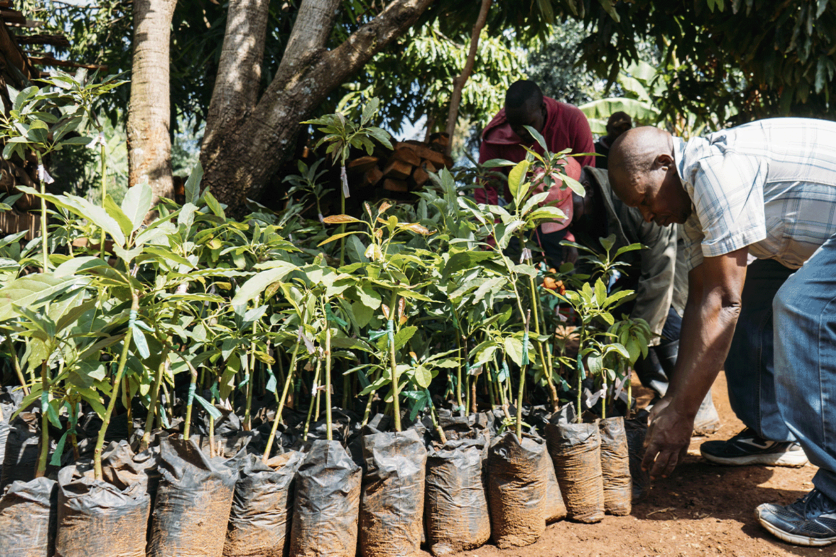 Hongera Reforestation Project expands its nurseries in Kenya_Locals receiving tree seedlings during seedling delivery_visual 3