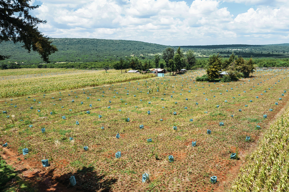 Hongera Reforestation Project expands its nurseries in Kenya_landscape with planted young trees_visual 4