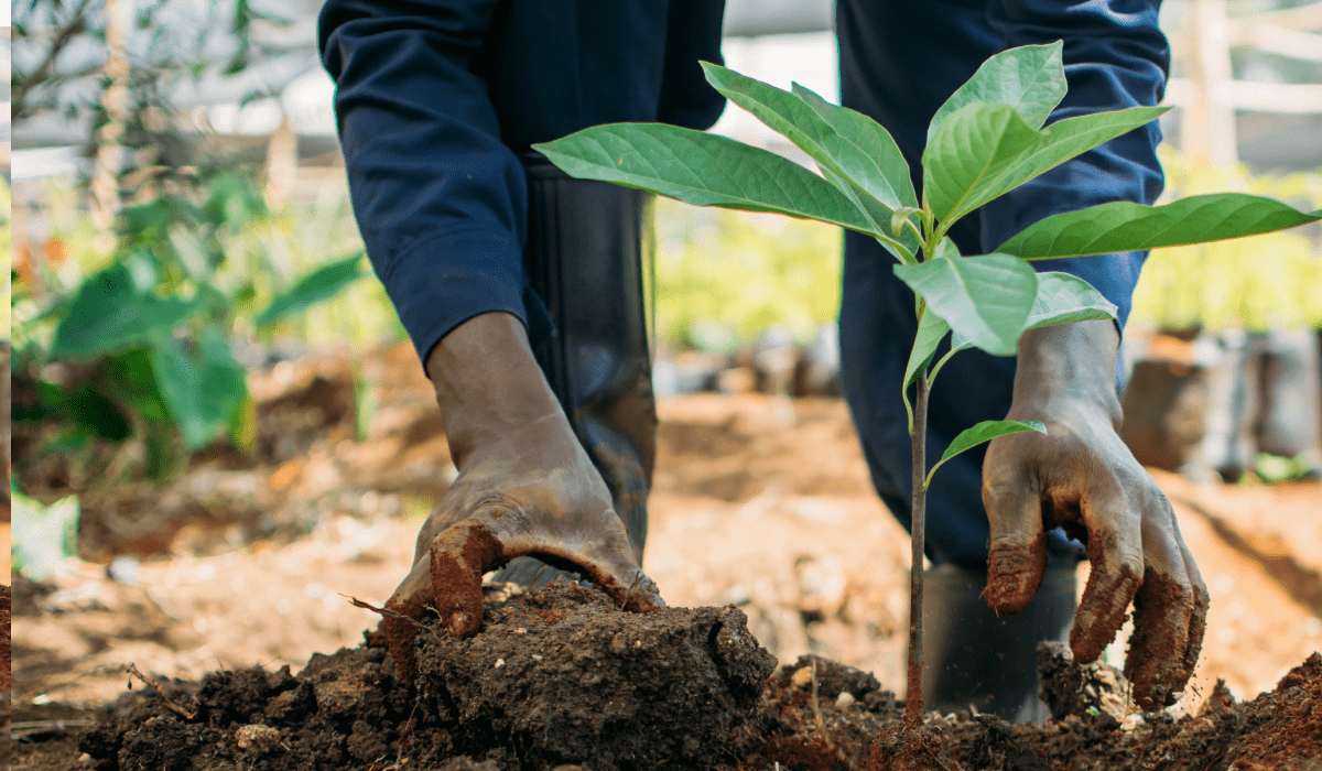 Mount Kenya Regenerative Agroforestry Project, Kenia
