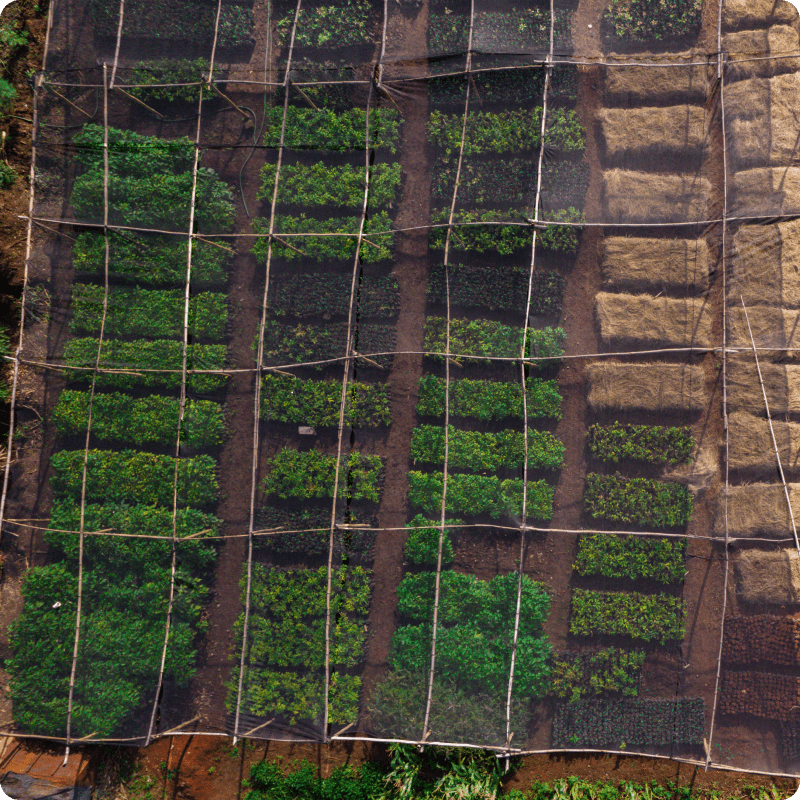 Hongera Reforestation Project_gallery 2-min
