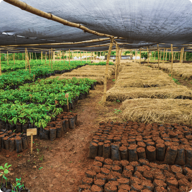 Hongera Reforestation Project_gallery 4-min