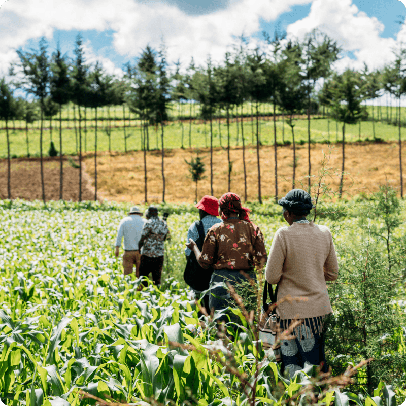 Hongera Reforestation Project_gallery 7-min